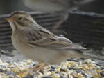 Savannah Sparrow